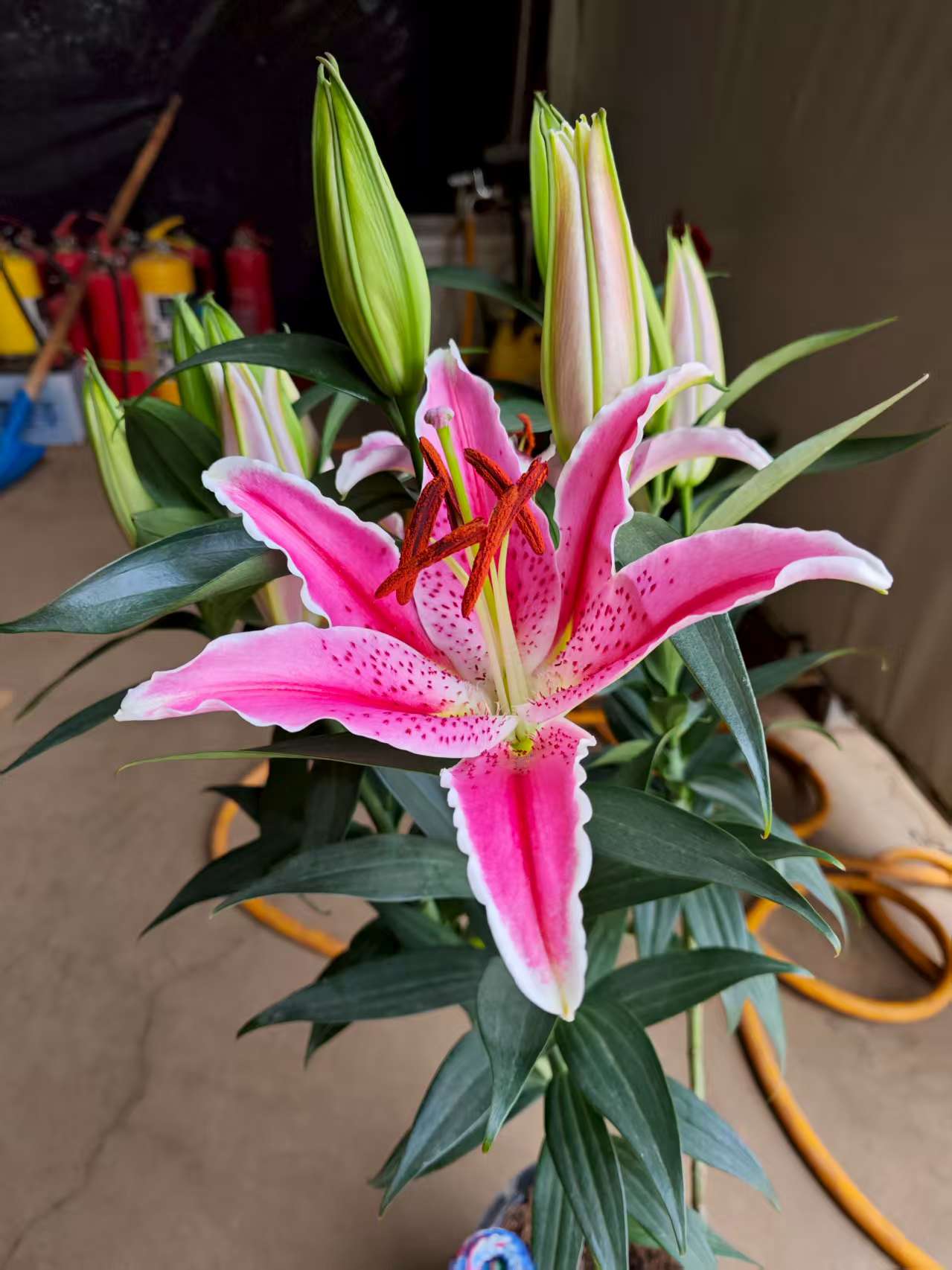 老黑家的【获胜者】香水百合  年宵花  庭院阳台绿植盆栽