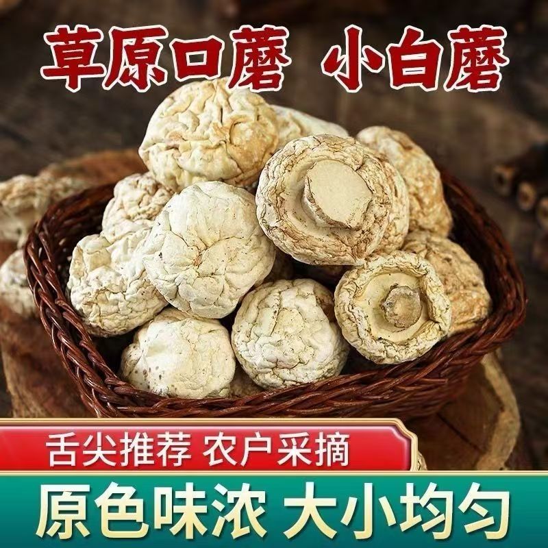 【野生草原菇】坝上张家口蘑肉质饱满干货中国推荐美食煲汤食材
