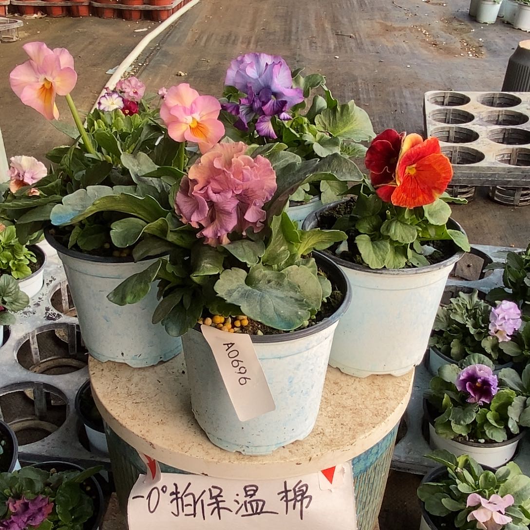 大部分花苞少量开放696