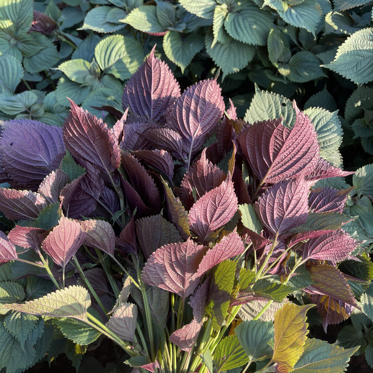 精选新鲜紫苏叶带杆可用于鱼虾蟹等食材去腥提鲜的食用香料