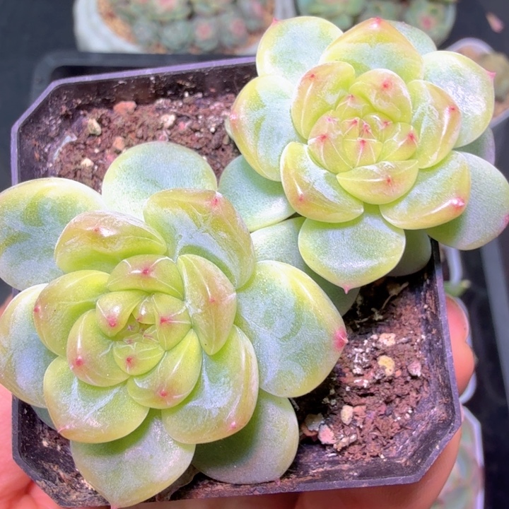 阿***蛋甜心三千开播福利