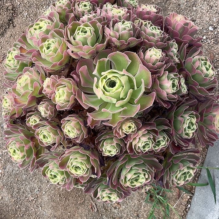 多肉植物白凤锦。