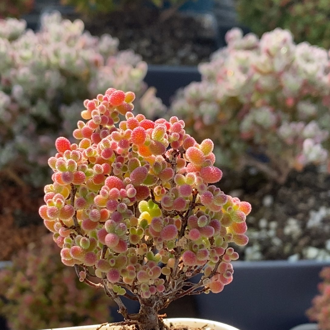 蜜橘糖球3699枝干番杏