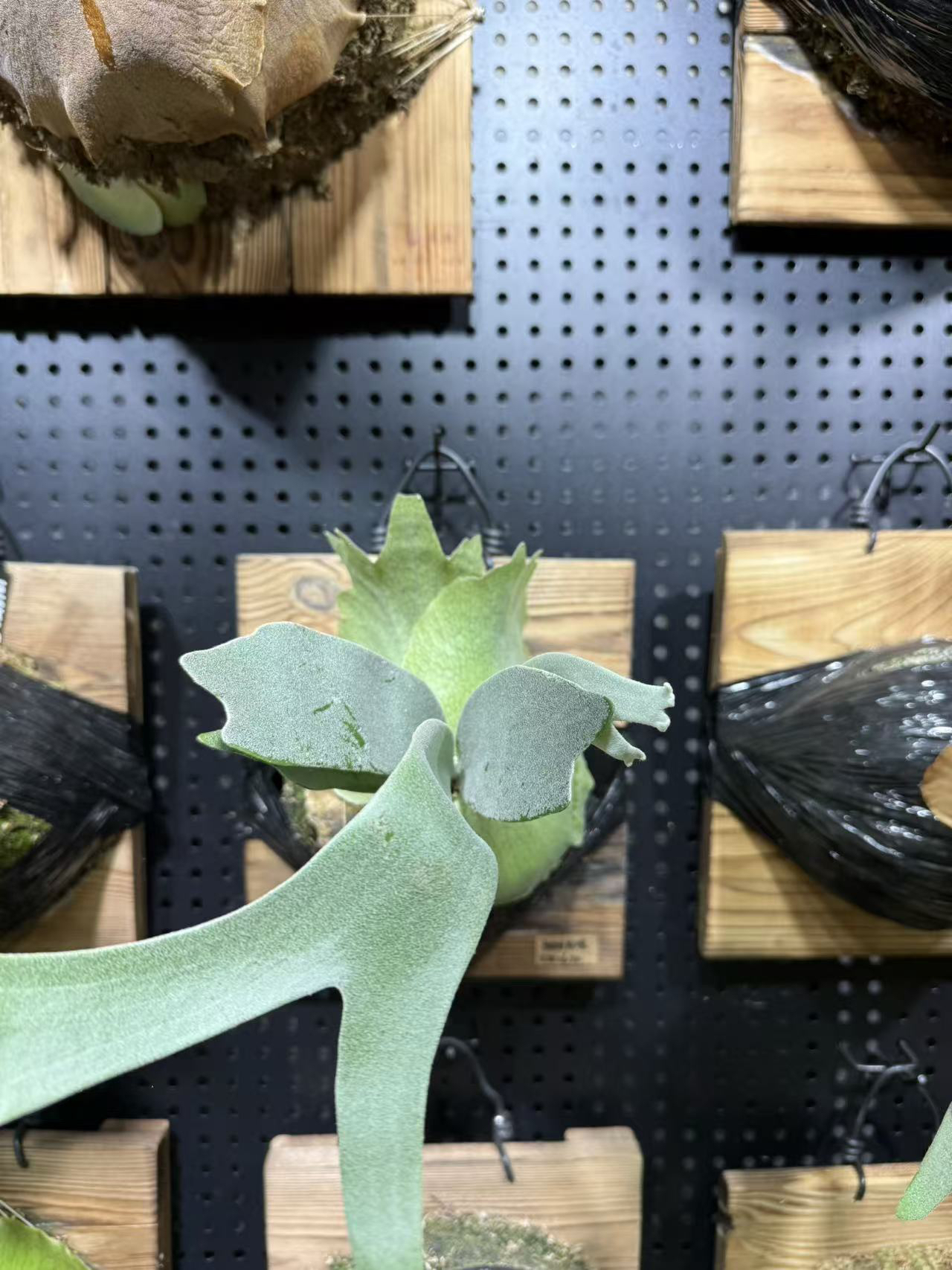 细叶爪哇鹿角蕨板植挂墙垂挂类植物新手入门好养