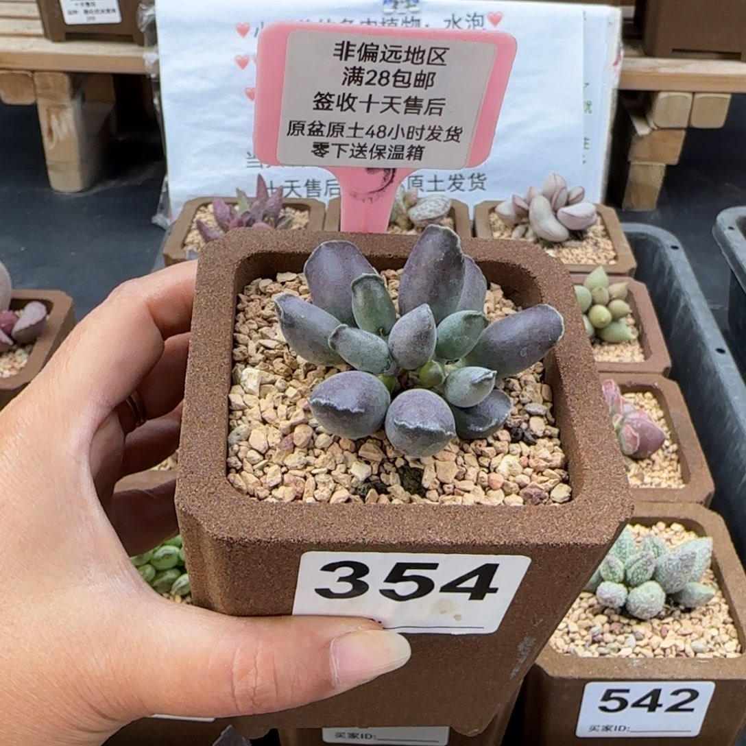 随***缘354艺妓海豹多肉植物