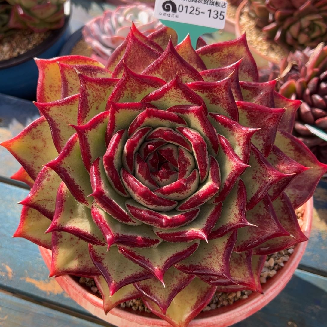 从前慢多肉精选编号0125.135