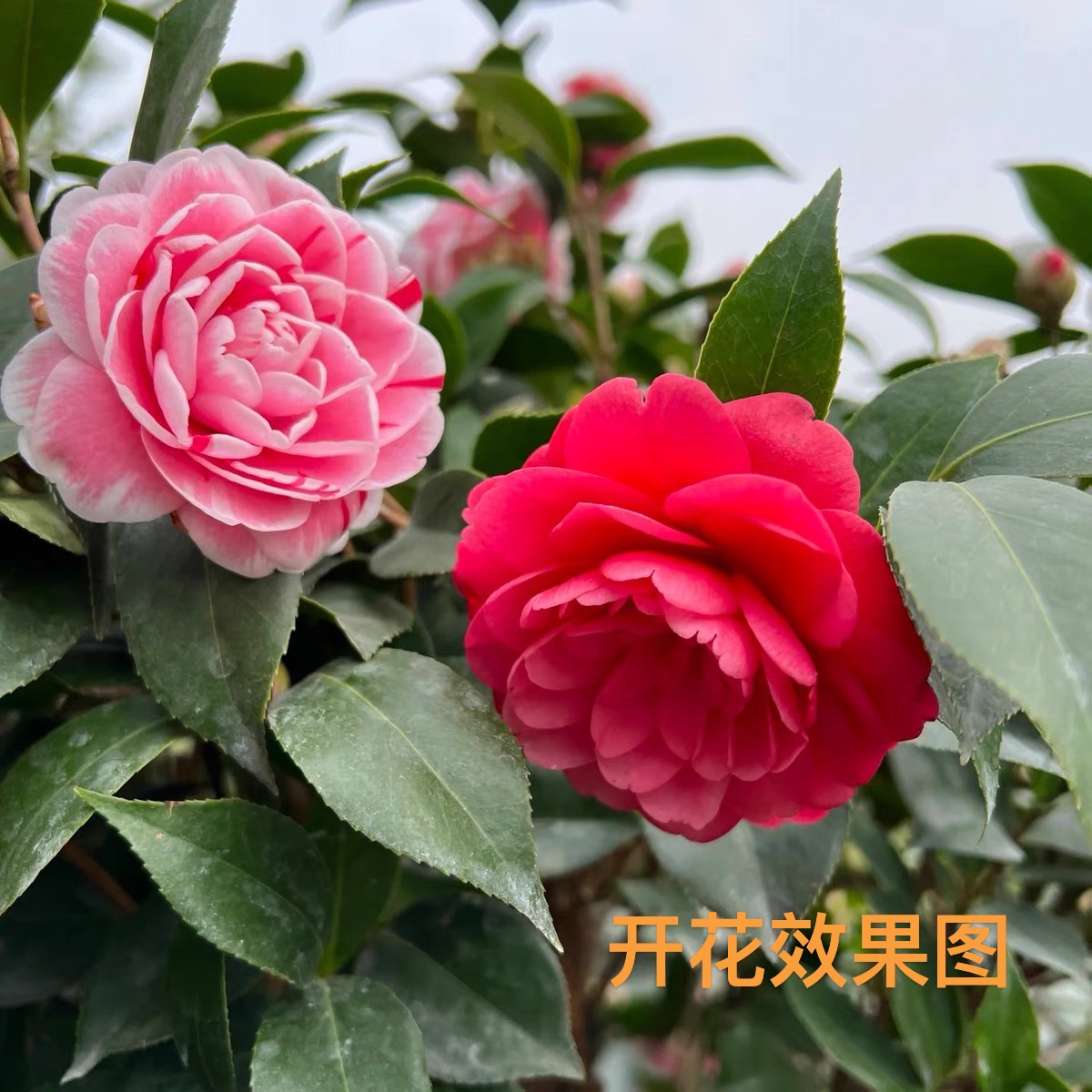 一物一拍五色赤丹山茶花一树多色四季开花好养易活阳台花卉绿植