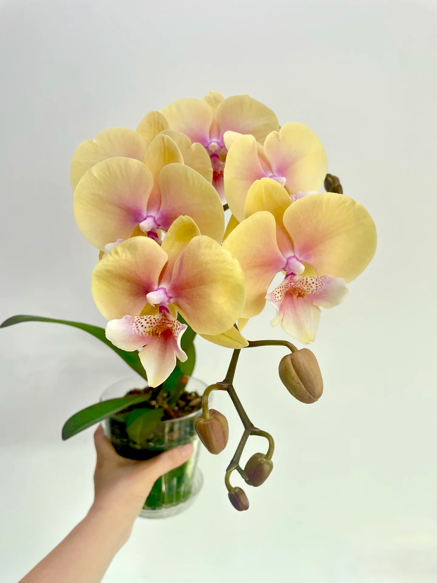 黄桃之梦蝴蝶兰3.5寸杯（双花剑）黄色大舌头大花