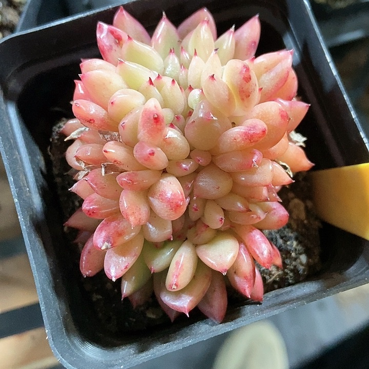 多肉植物红国王缀化2099