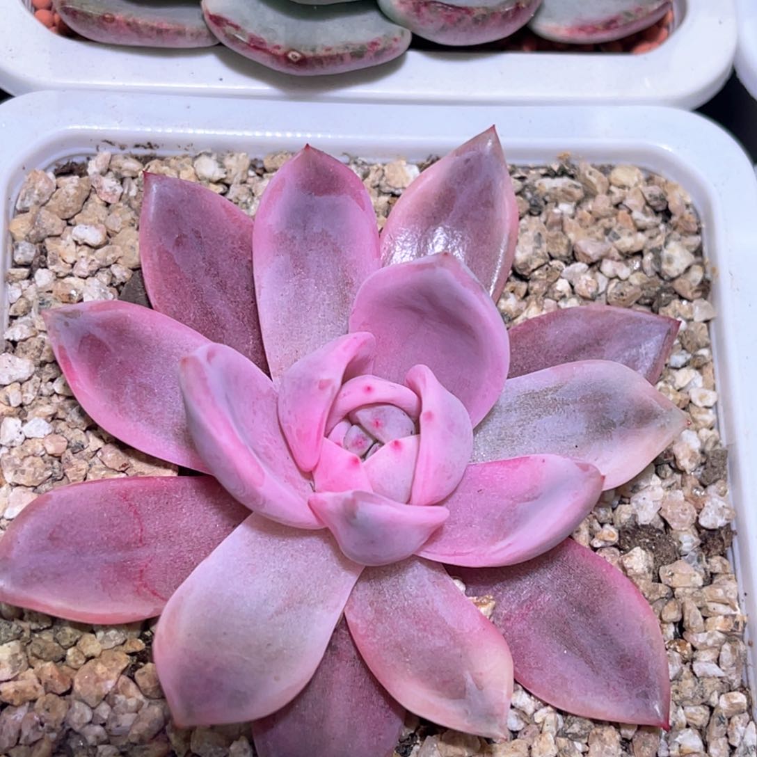 多肉特价紫香槟锦