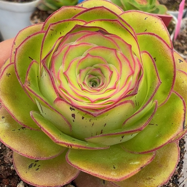 绝色x黄金模特 88折福利 t774