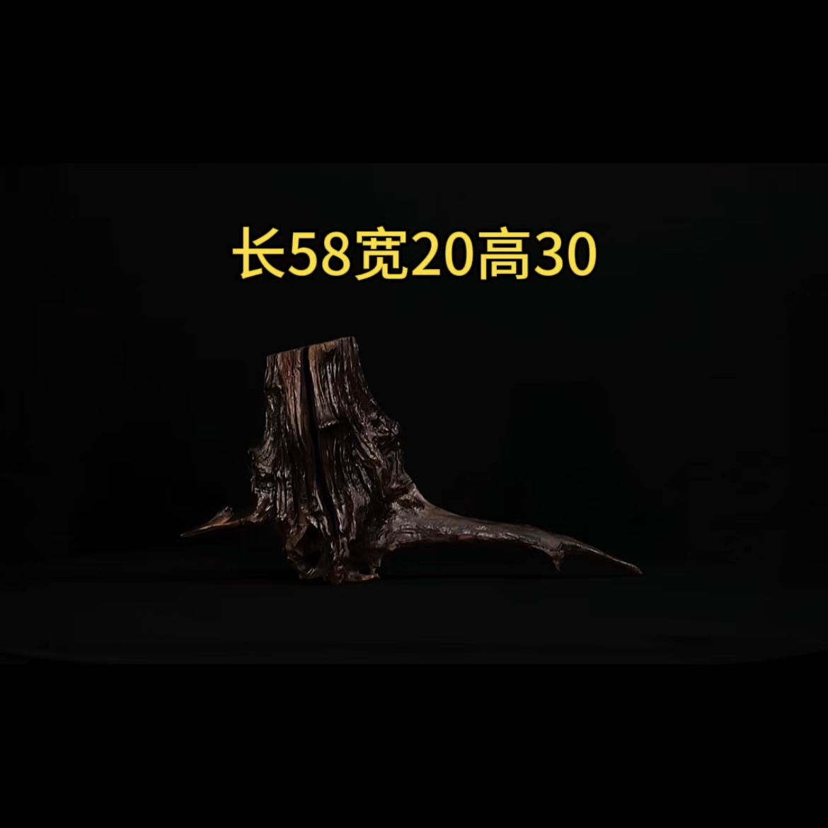 张大狼造景沉木长58cm树桩紫柚木爆裂纹水族造景