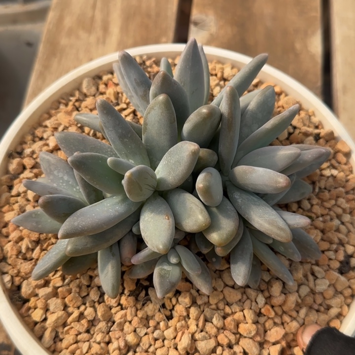 企鹅群生多肉植物