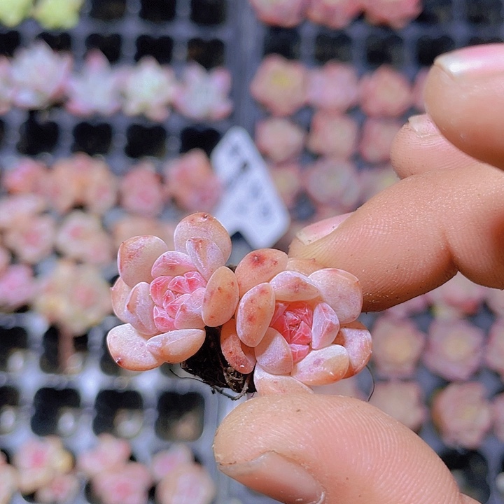 草莓冰沙【满10颗包邮】