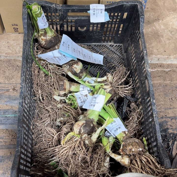 汤姆7+带侧开花球发发