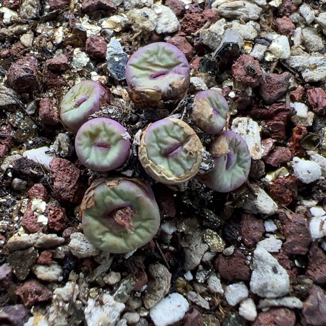 14-151肉锥多肉植物