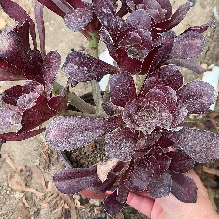 351巫毒多肉植物