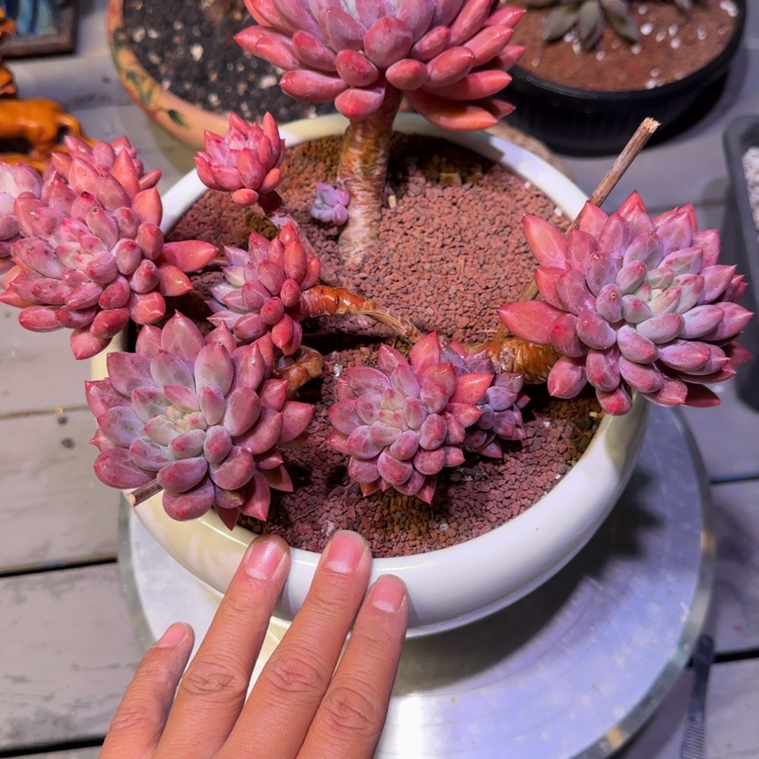 多肉植物一物一拍