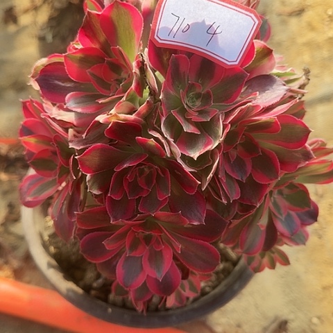 多肉植物妖月710号