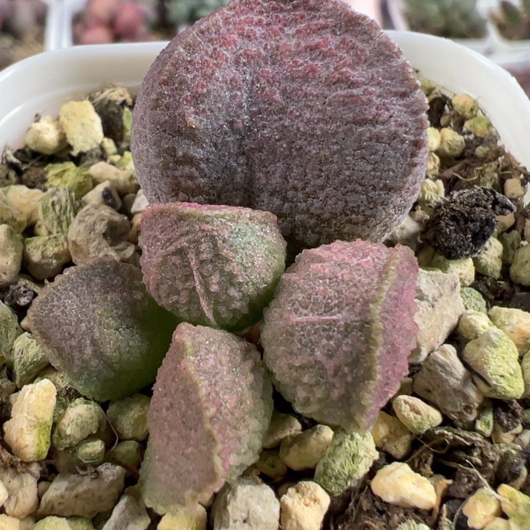 实生新品大苗多肉植物大战