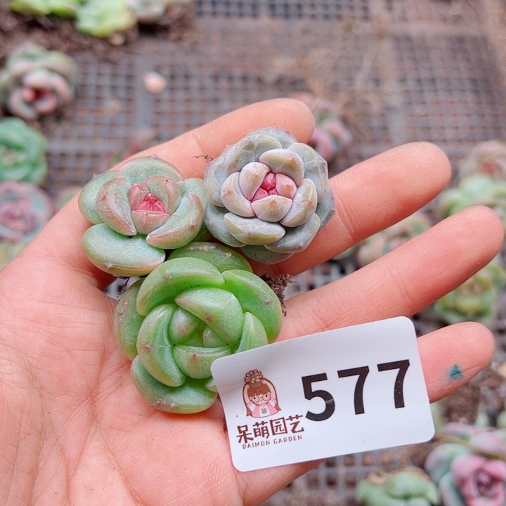 多肉植物多肉植物