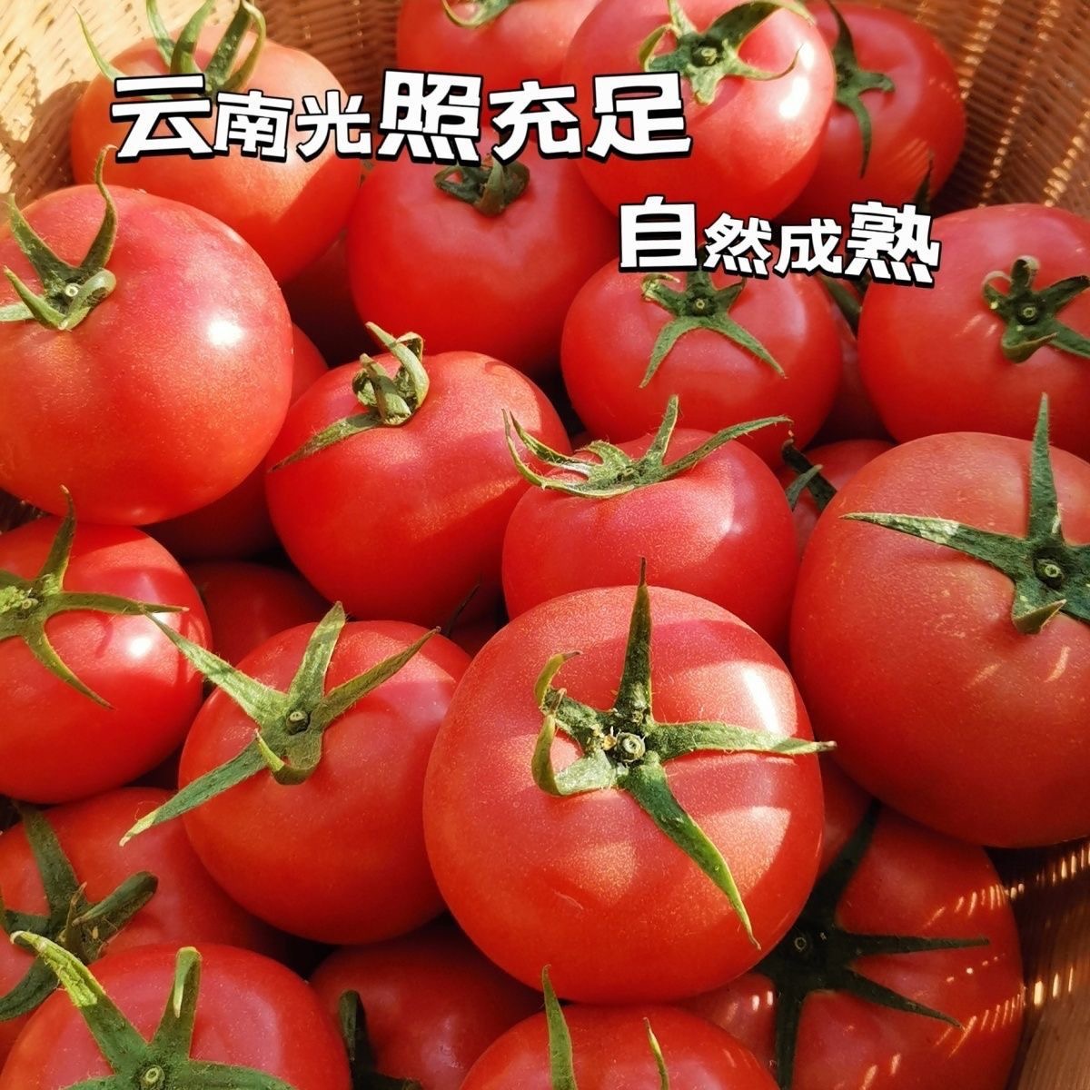 云南新鲜西红柿自然熟番茄沙瓤现摘农家露天种植番茄新鲜蔬菜