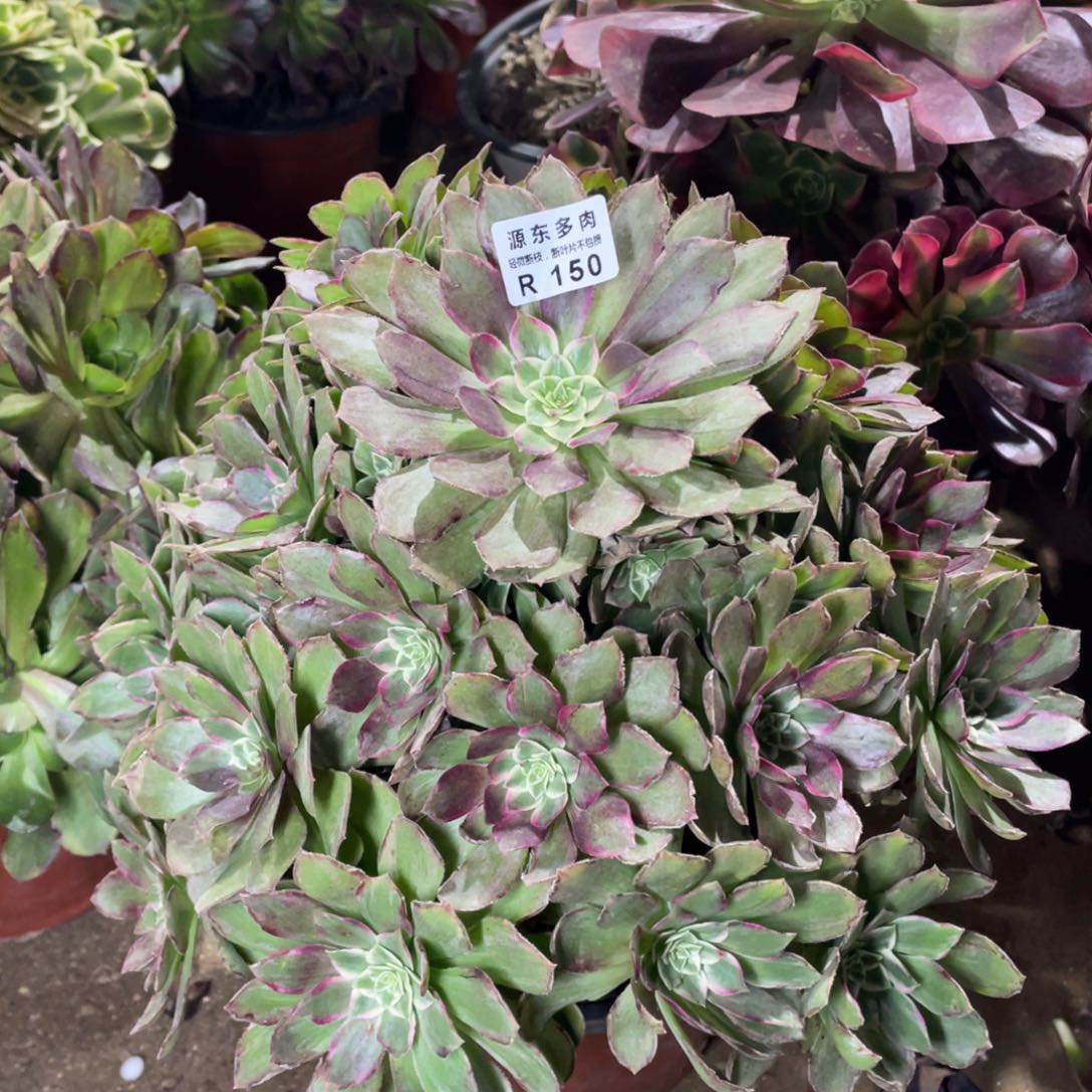 150莲花多肉法师断枝不包