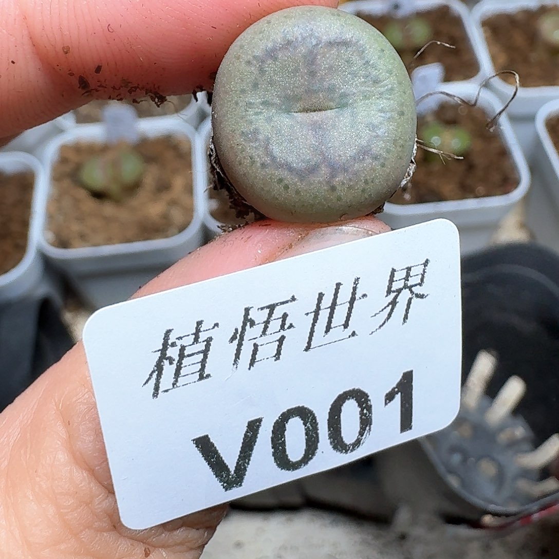 001盒多肉植物哇c f