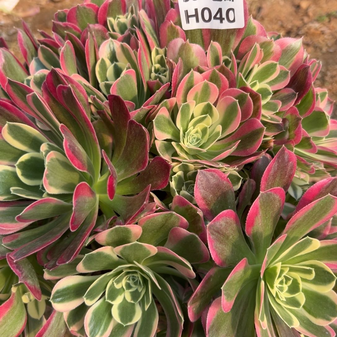 040 多肉法师白凤