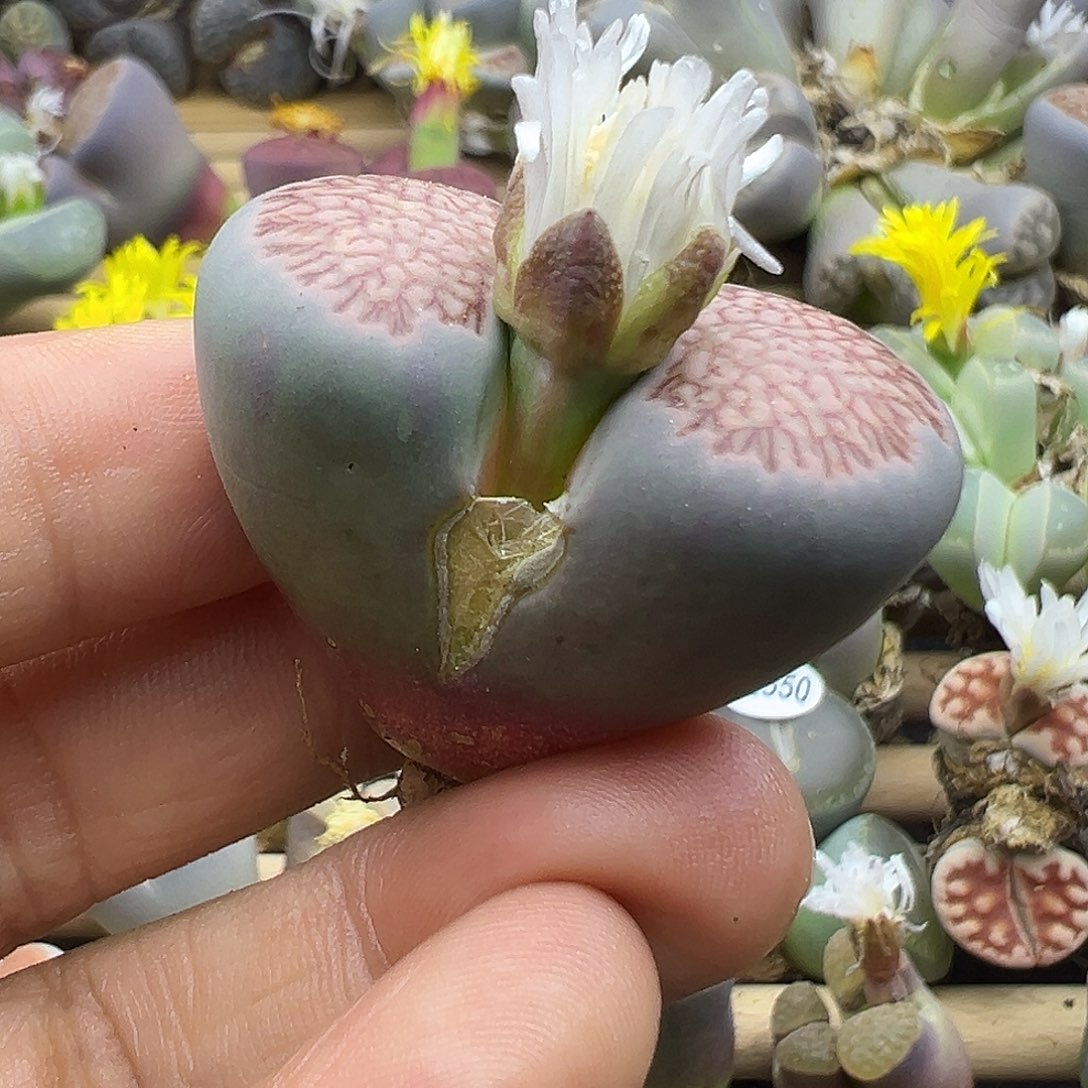 2577有干伤绿体菊清了