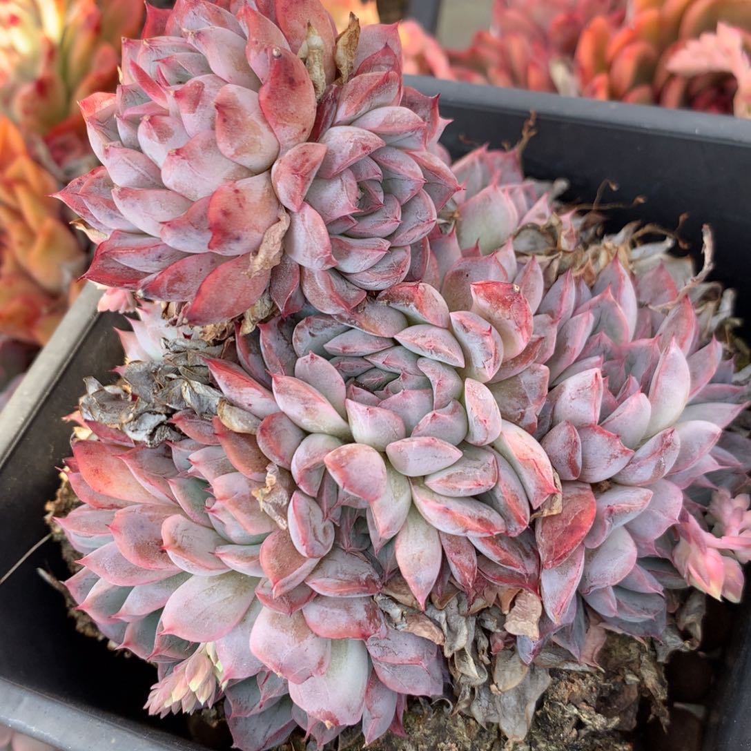 4237杂交多肉植物