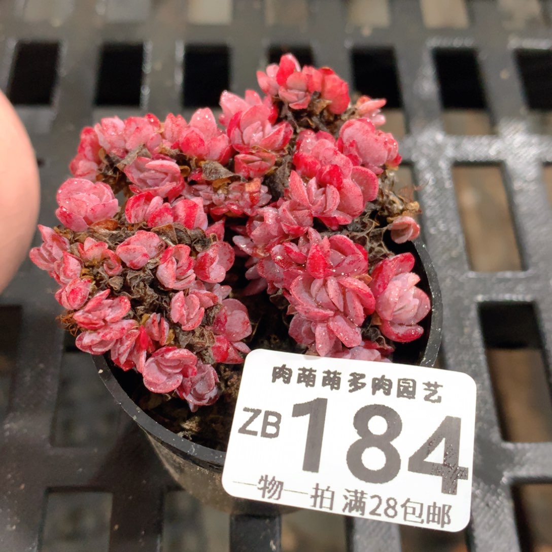 肉萌萌拇指盆精控多肉ZB184