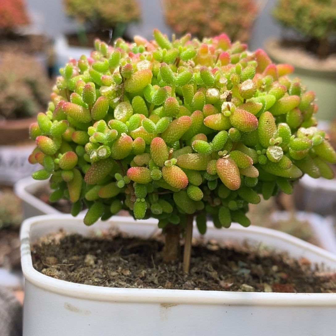 蜜桔糖球枝干番杏A496