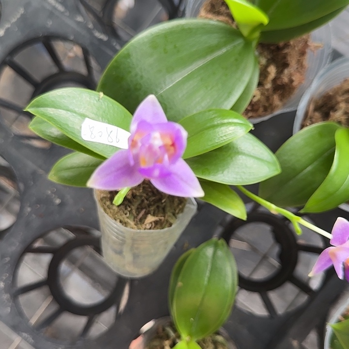 当前无花朵，栽培后可花朵无名三角变异紫花2.8刚升杯