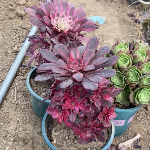 三颗多肉植物019