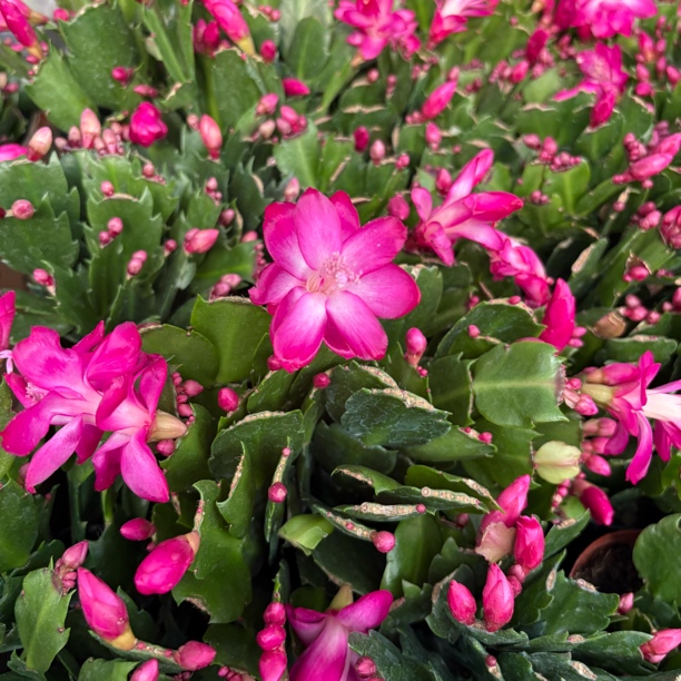玫红色蟹爪兰带花带花苞