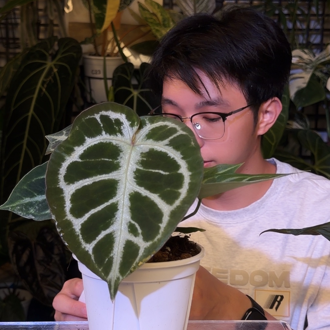 完全开放I122 圆脸撕裂纹