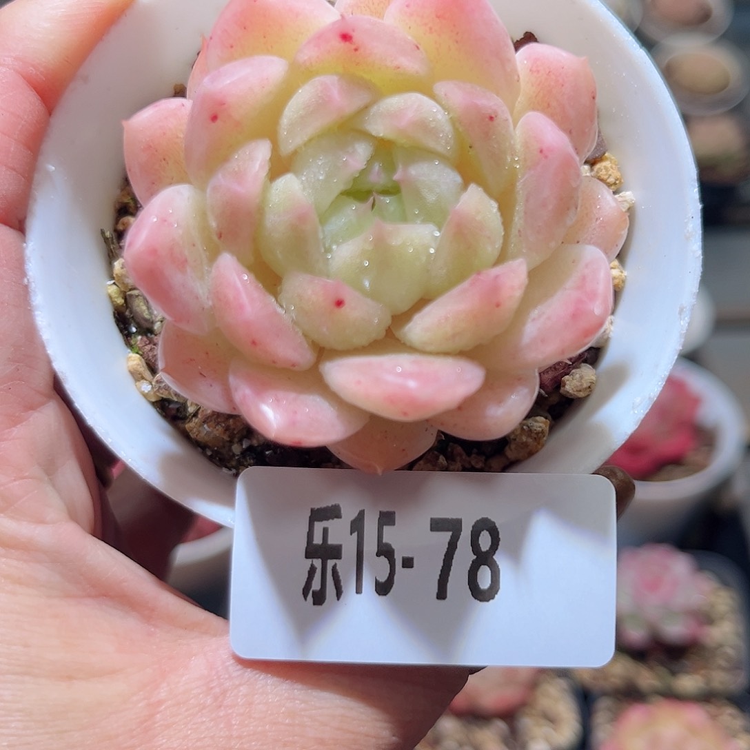 乐15-78 麦秆单头 