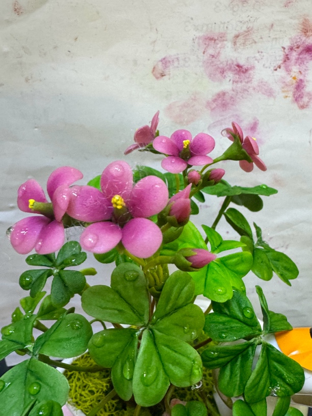 酢浆草（手工粘土制作）