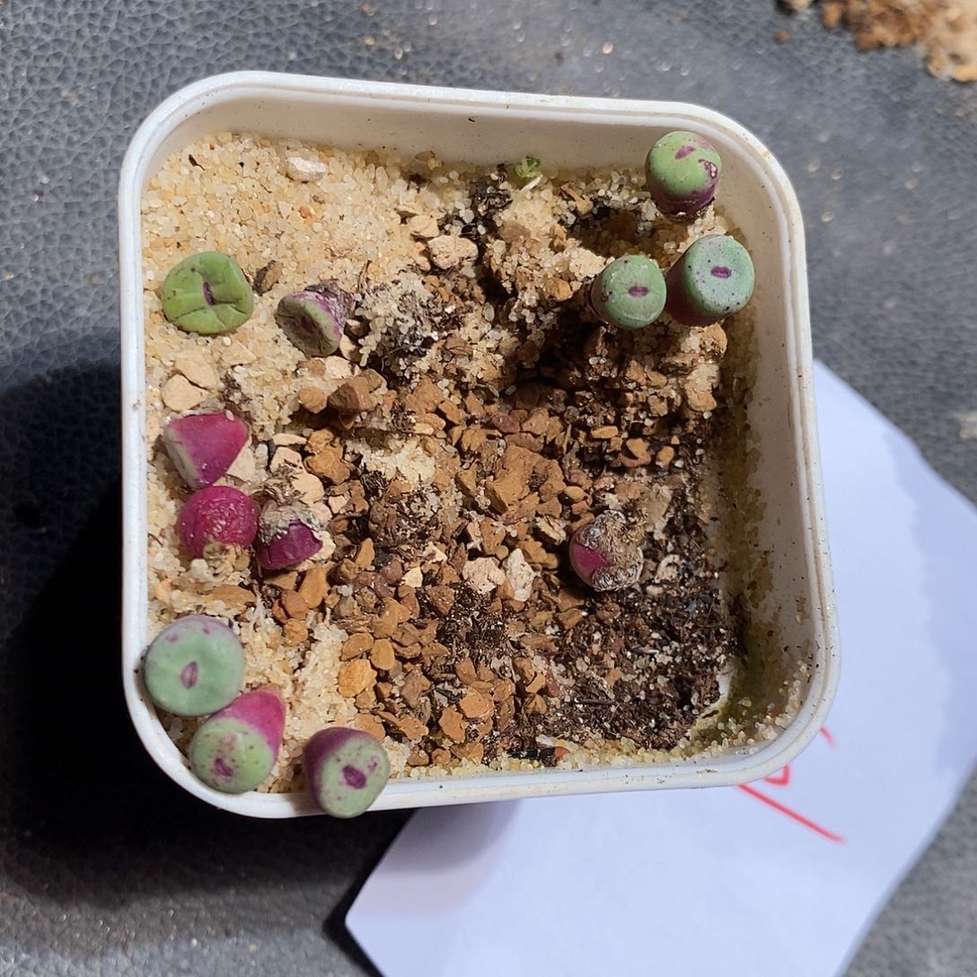 2325。   福利一组红嘴。  