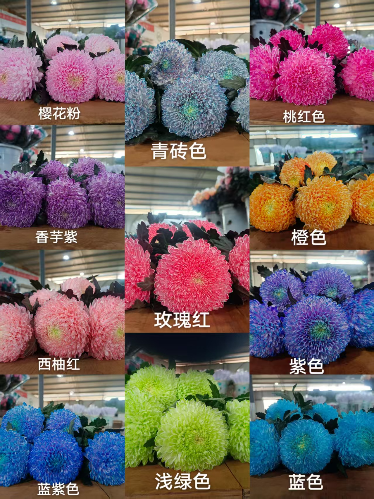 花努力牡丹菊吸色9个颜色可选鲜切花超长花期居家插花顺丰包邮