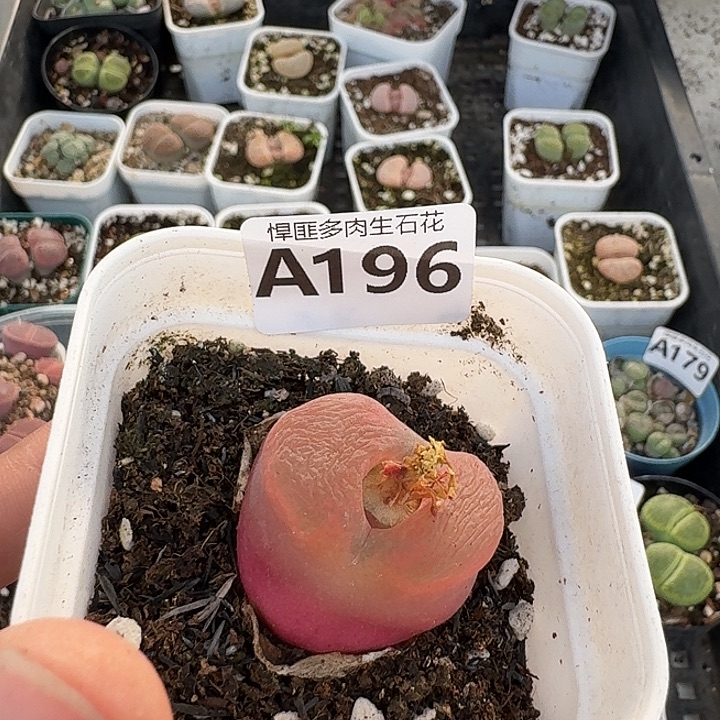 i***7196多肉植物多肉植物