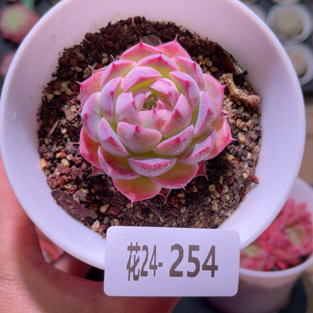 花利美24-254海棠花