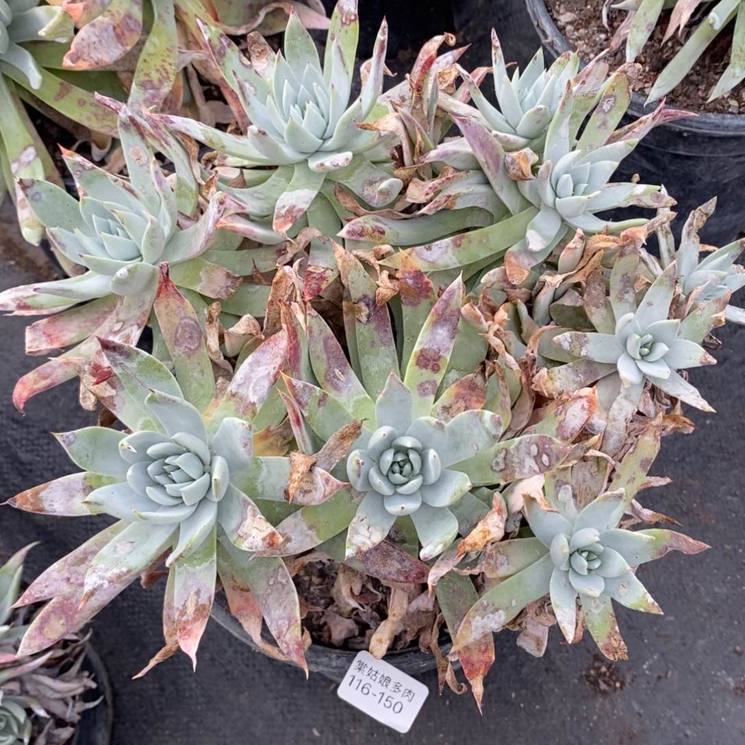 150号苹果叶大群瑕疵