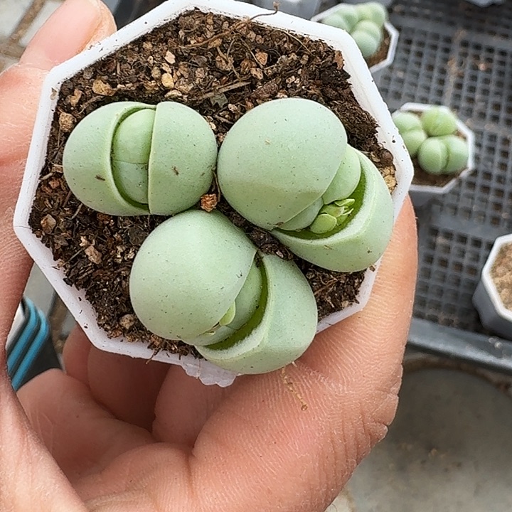 生石花11111。    292