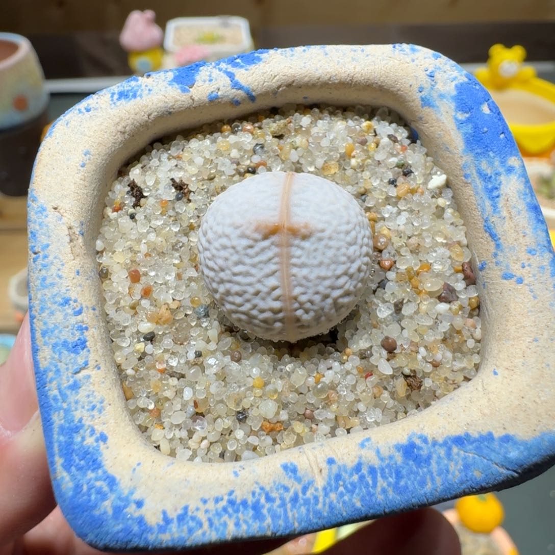 红陶蘑菇608高尔夫