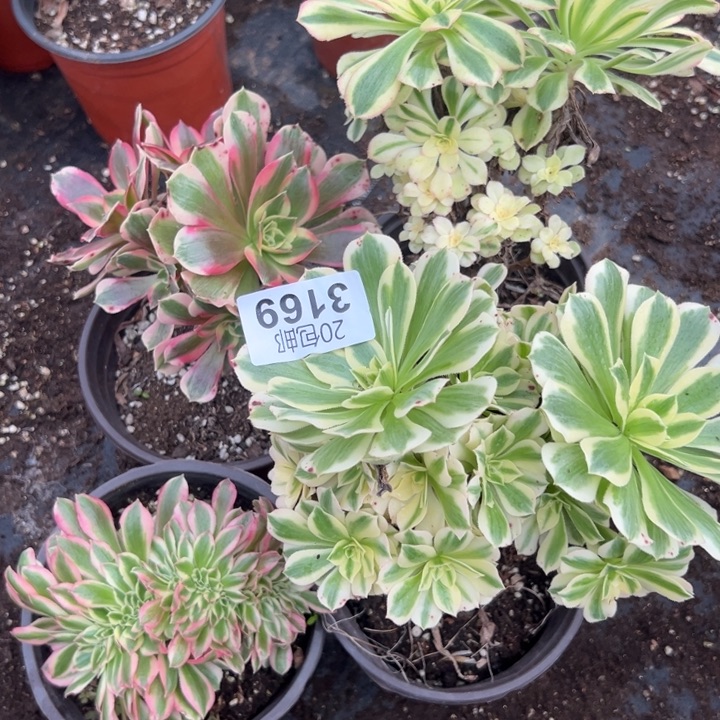 多肉植物3169种植物