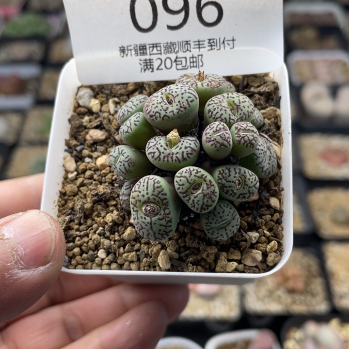 佳人园艺老周上福利啦肉锥群096