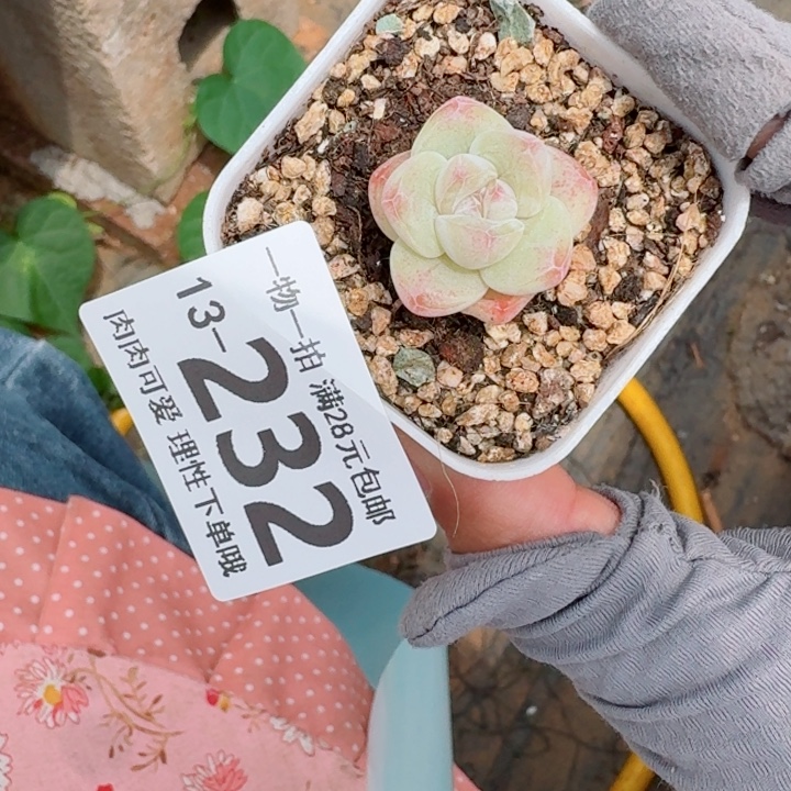 冰玉多肉多肉多肉多肉