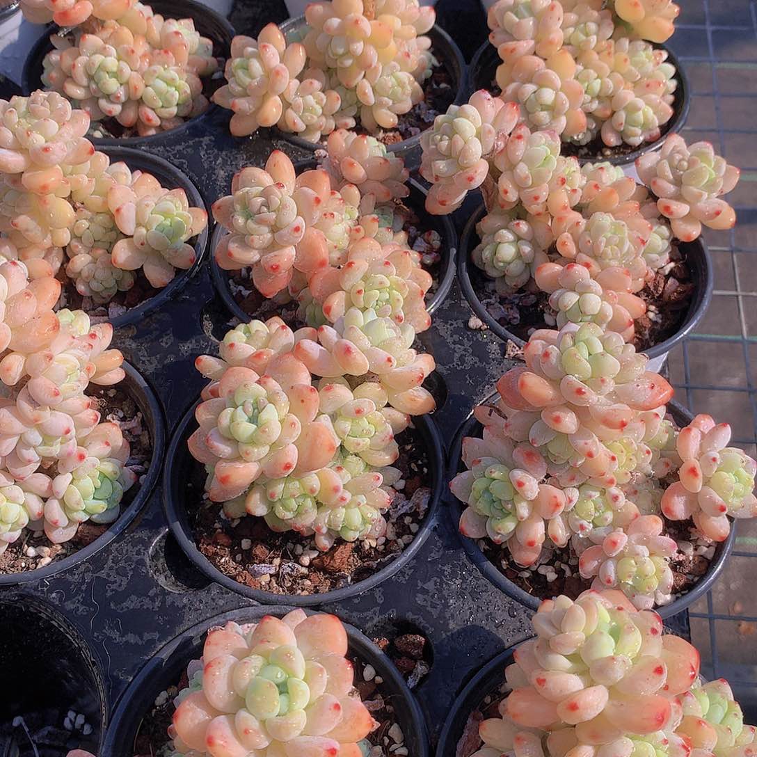 劳尔两颗23456678899900